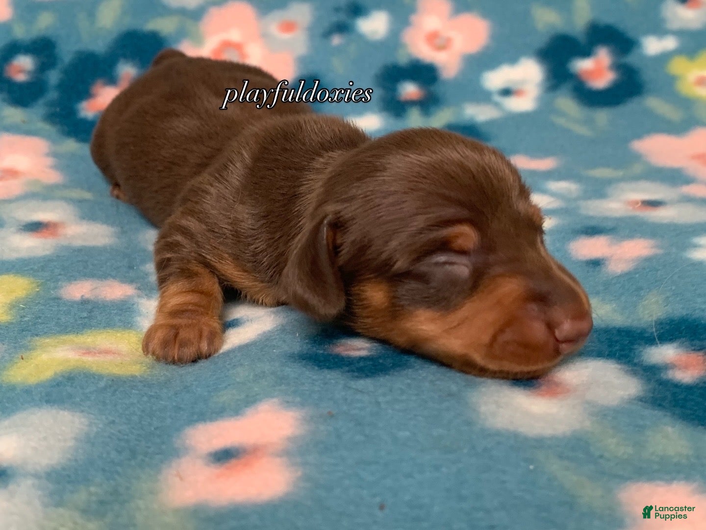 Miniature Dachshund dogs Miniature Dachshund Male 1 Chocolate and Tan - Ad 1