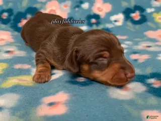 Miniature Dachshund dogs for sale: Miniature Dachshund Male 1 Chocolate and Tan - Ad 1