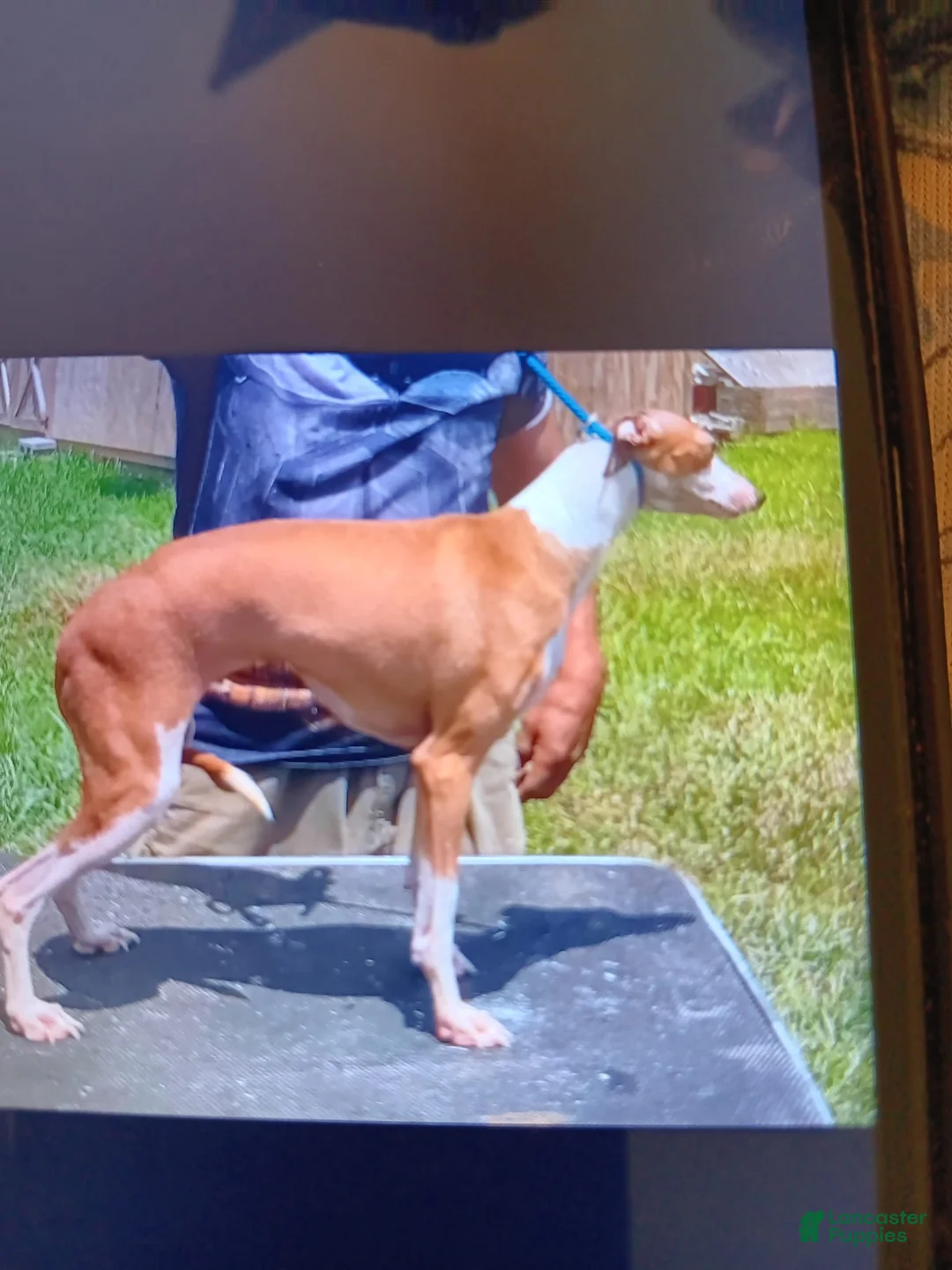 Gallery Image {{count}}