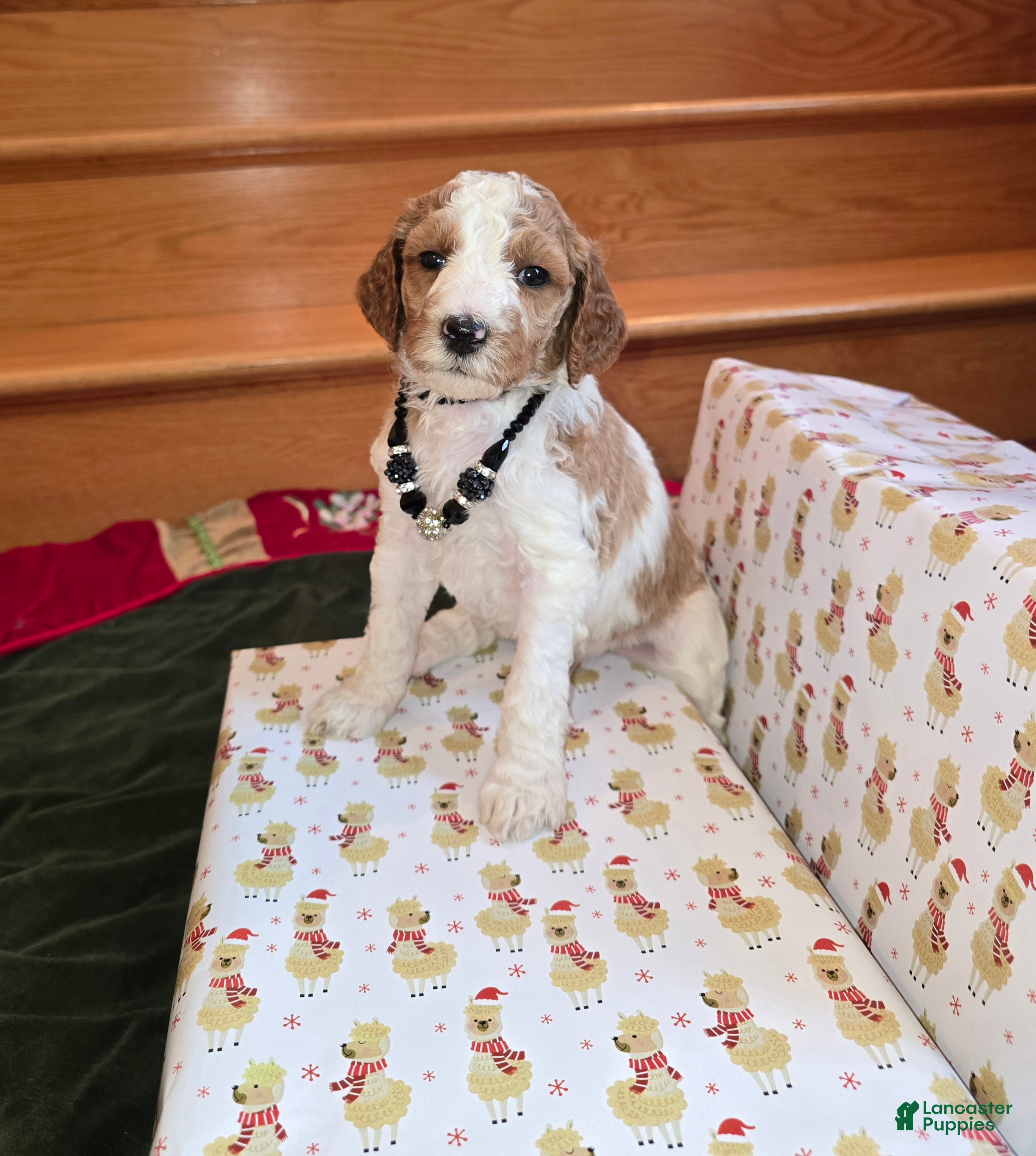 Standard Poodle dogs Rose - Ad 16