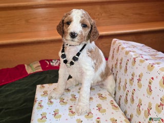 Standard Poodle dogs Rose - Ad 13