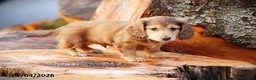 Miniature Dachshund dogs for sale: Dunkin - Ad 4