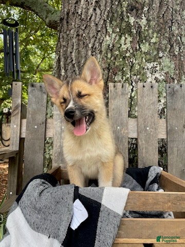 Pomsky dogs Cooper - Ad 2