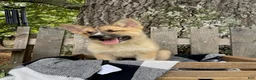Pomsky dogs for sale: Cooper - Ad 2