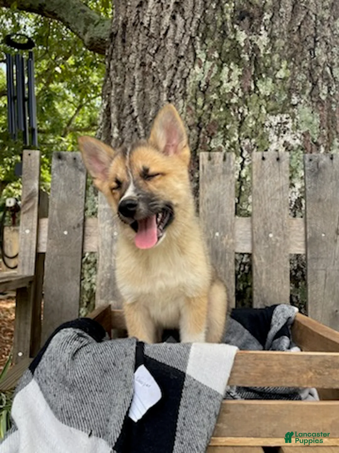 Pomsky dogs for sale: Cooper - Ad 2