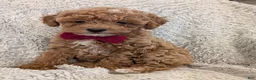 Toy Poodle dogs for sale: George  - Ad 8