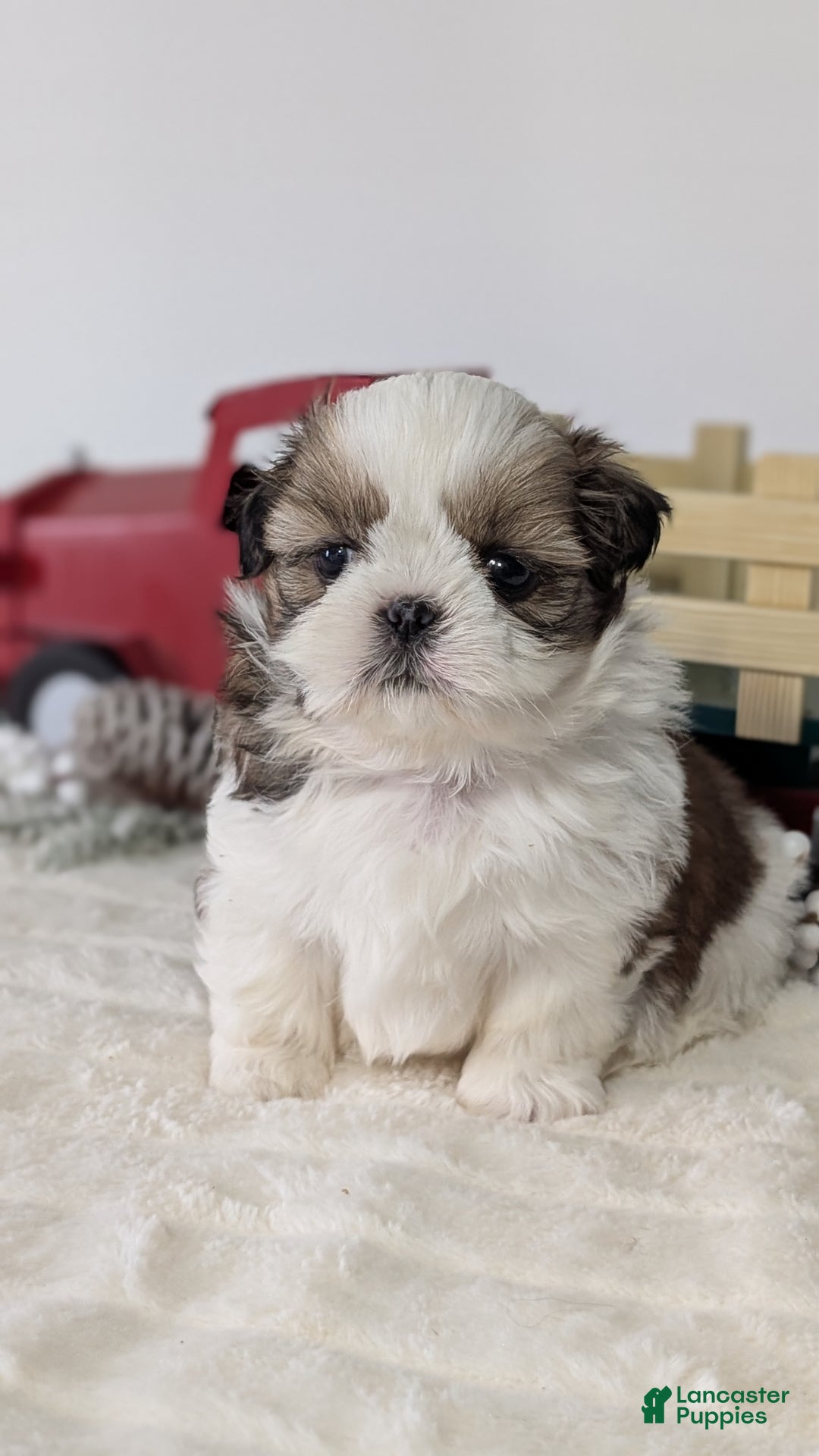 Shih Tzu dogs for sale: Tripp  - Ad 2