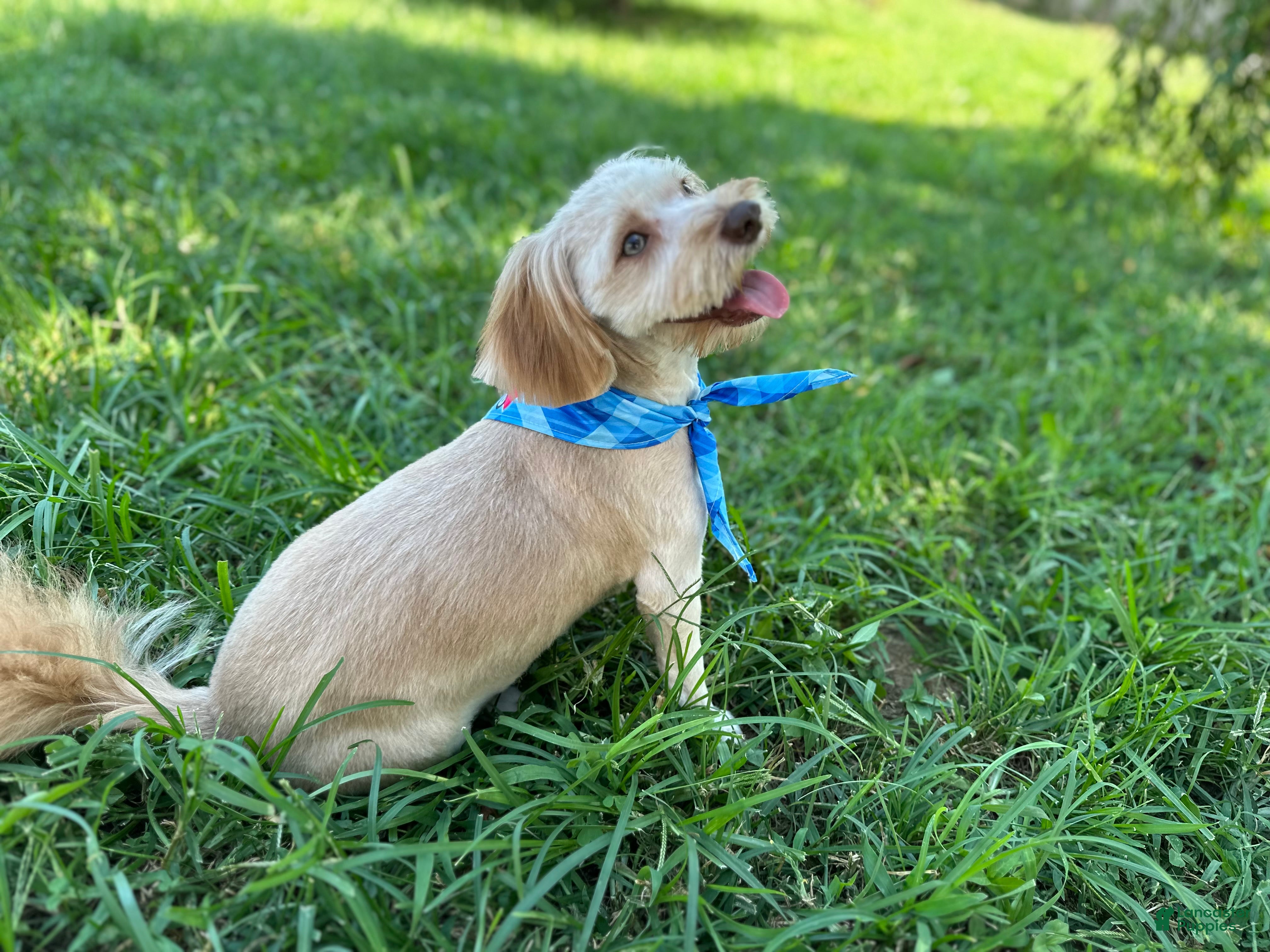 Maltipoo dogs Mr Rollie - Ad 9