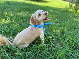 Maltipoo dogs Mr Rollie - Ad 6