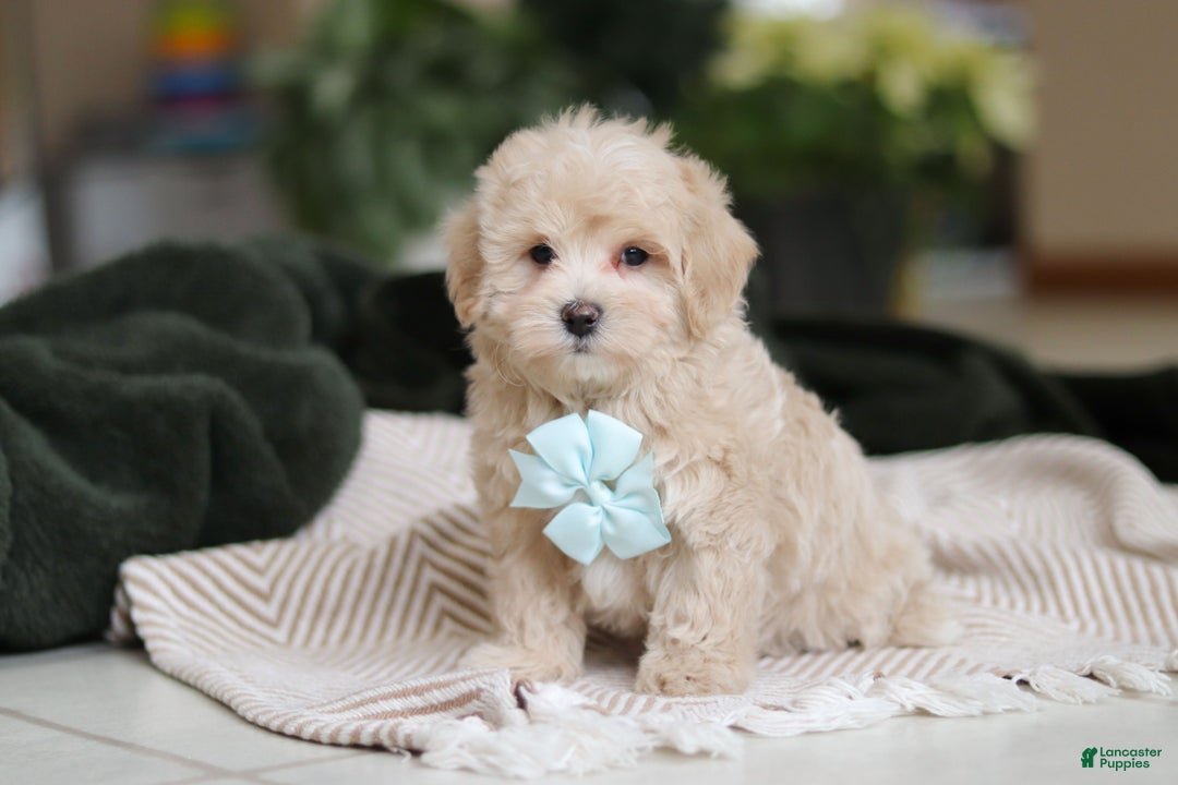 Maltipoo dogs for sale: Kyle - Ad 2
