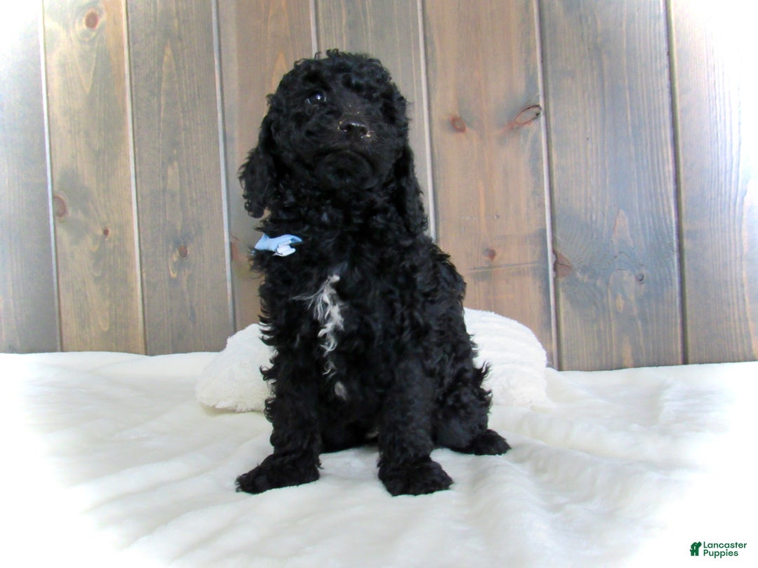 Mini Goldendoodle dogs for sale: Jordan - Ad 5