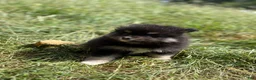 Pomeranian dogs for sale: Pomeranian 1 - Ad 1
