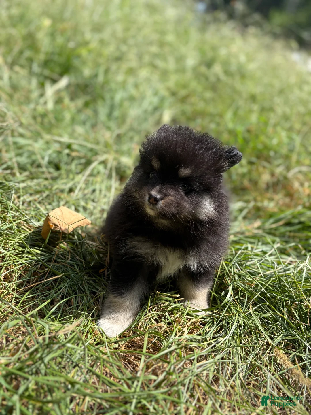 Pomeranian dogs for sale: Pomeranian 1 - Ad 1