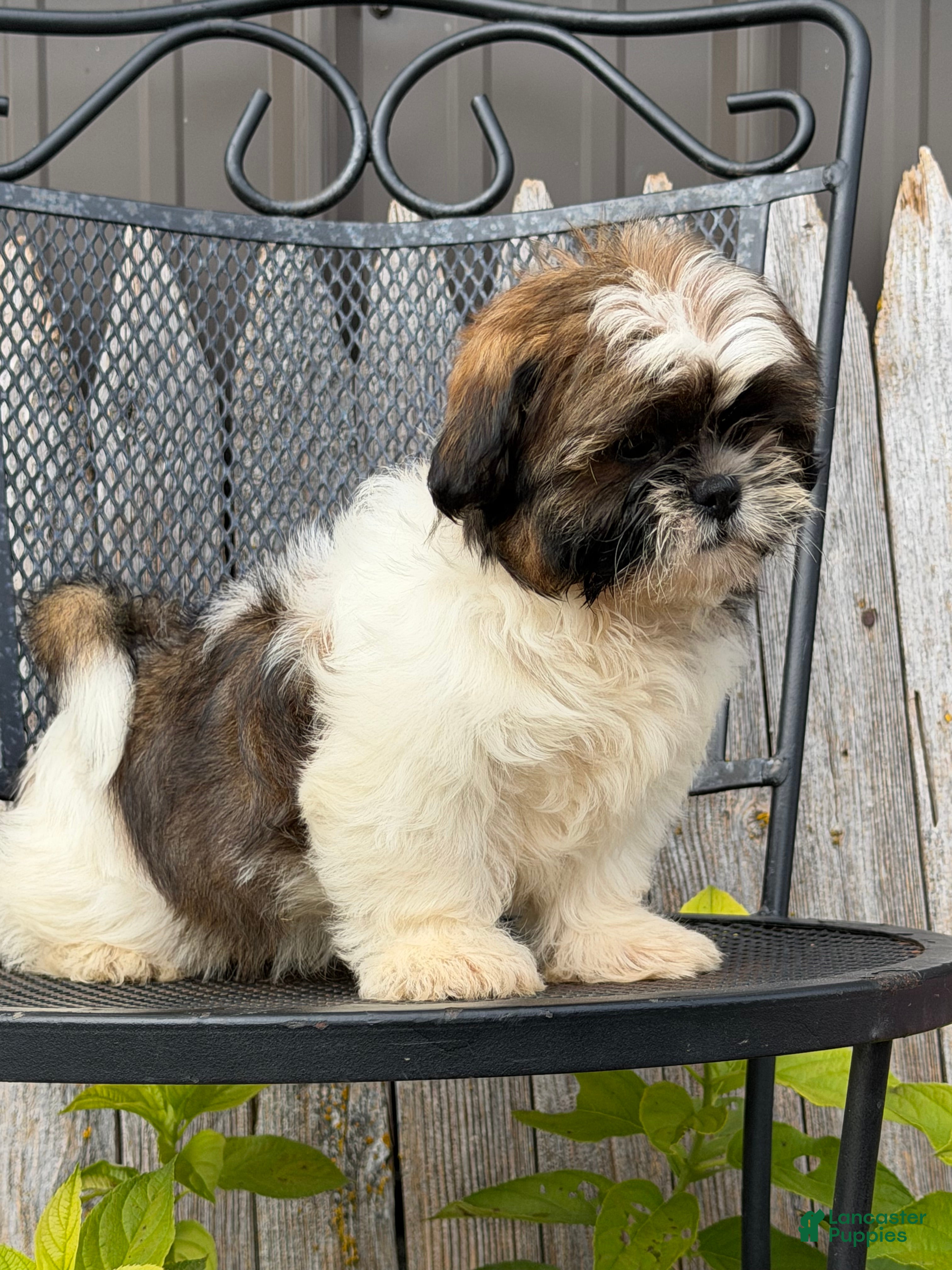 Shih Tzu dogs Queenie Shih Tzu  - Ad 2