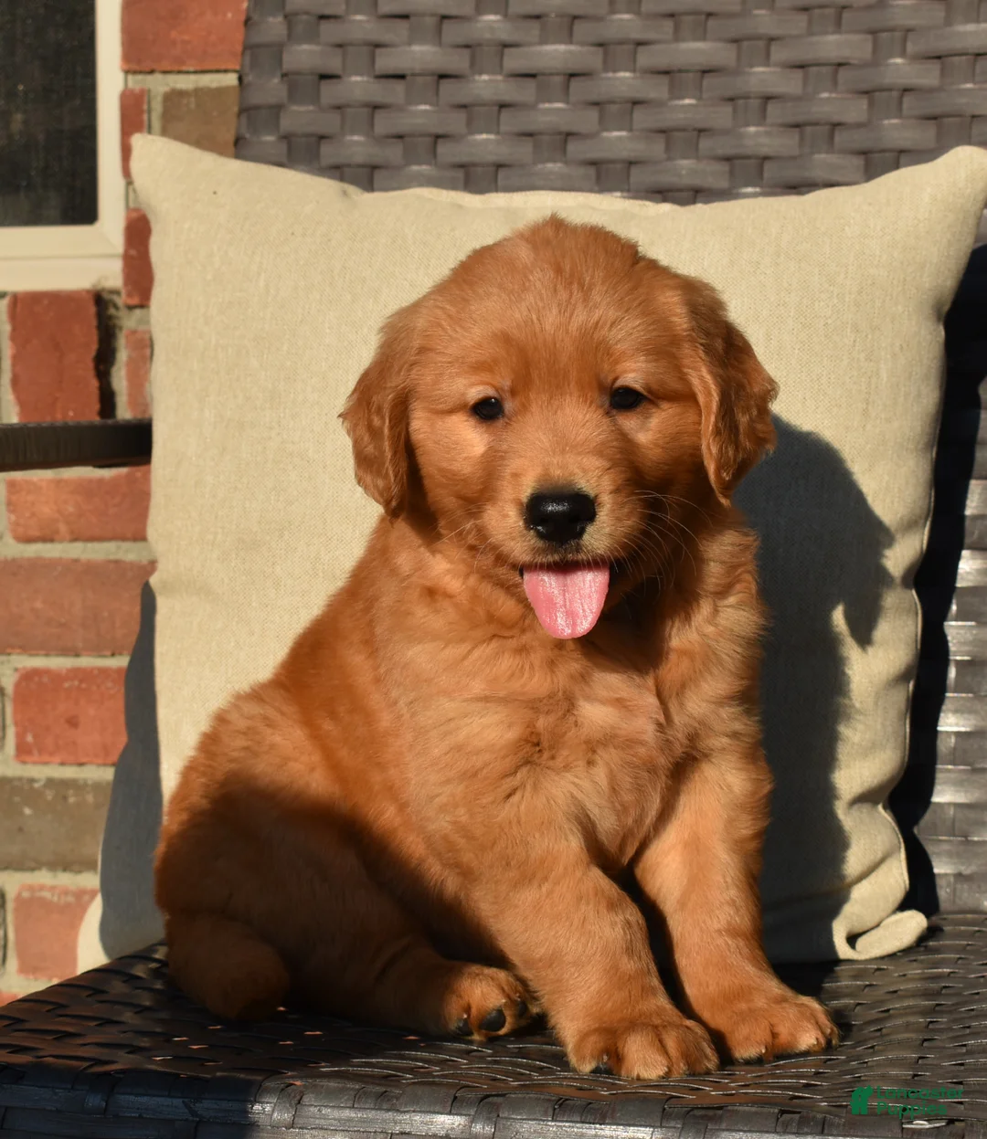 Golden Retriever dogs for sale: Bo - Ad 2