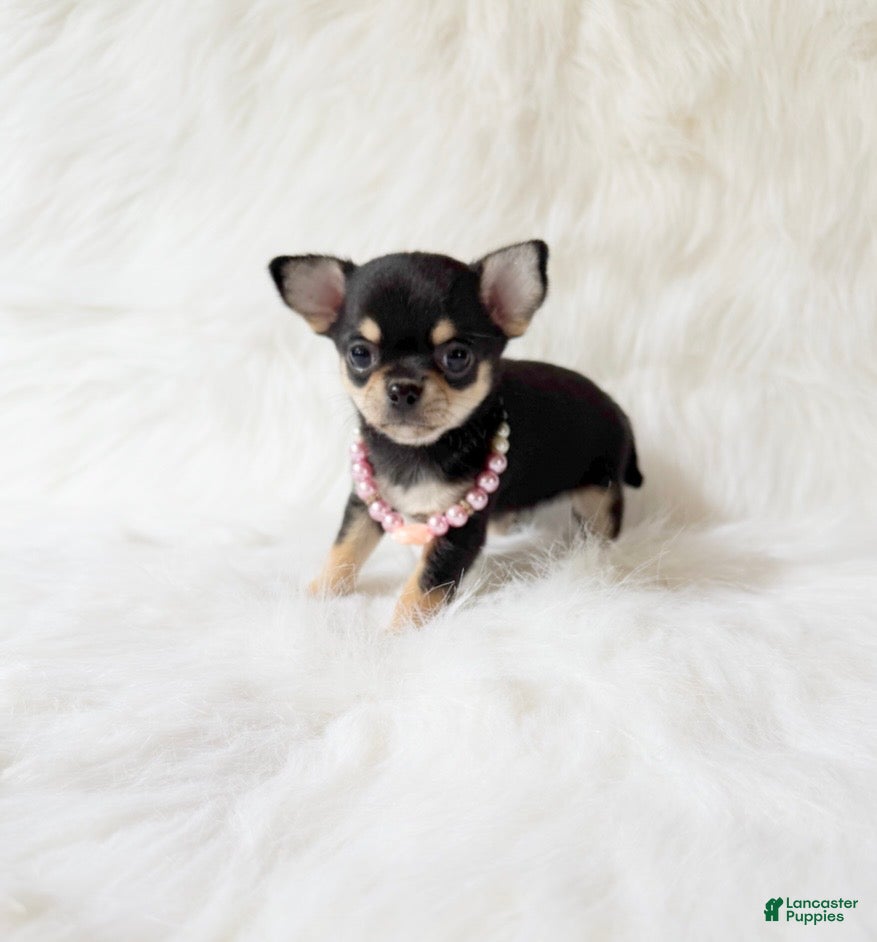 Chihuahua dogs for sale: Tiny Sasha - Ad 4