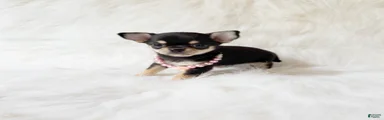 Tiny Sasha