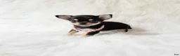 Chihuahua dogs for sale: Tiny Sasha - Ad 1