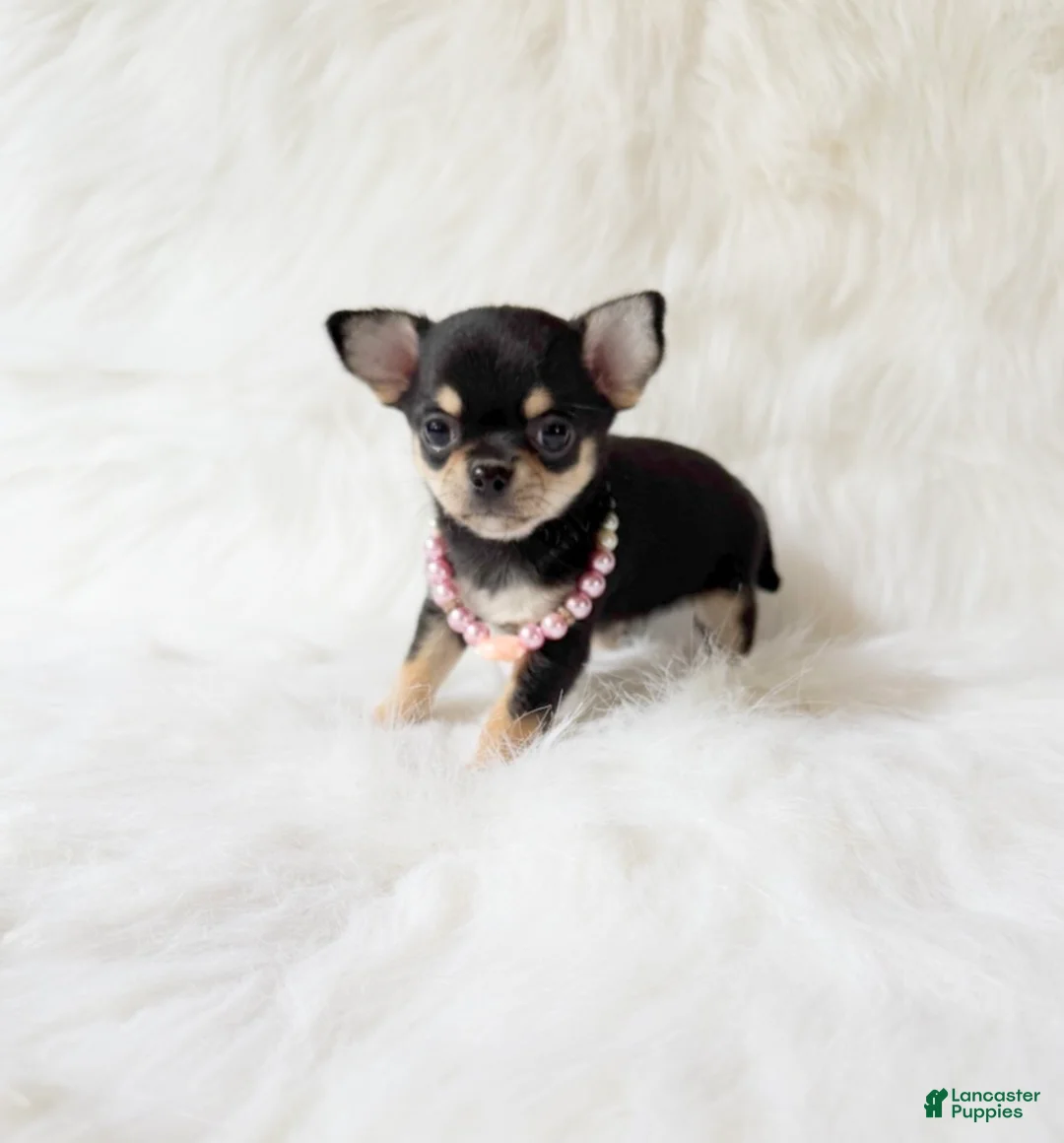 Chihuahua dogs for sale: Tiny Sasha - Ad 1
