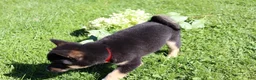 Shiba Inu dogs for sale: Teddy - Ad 5