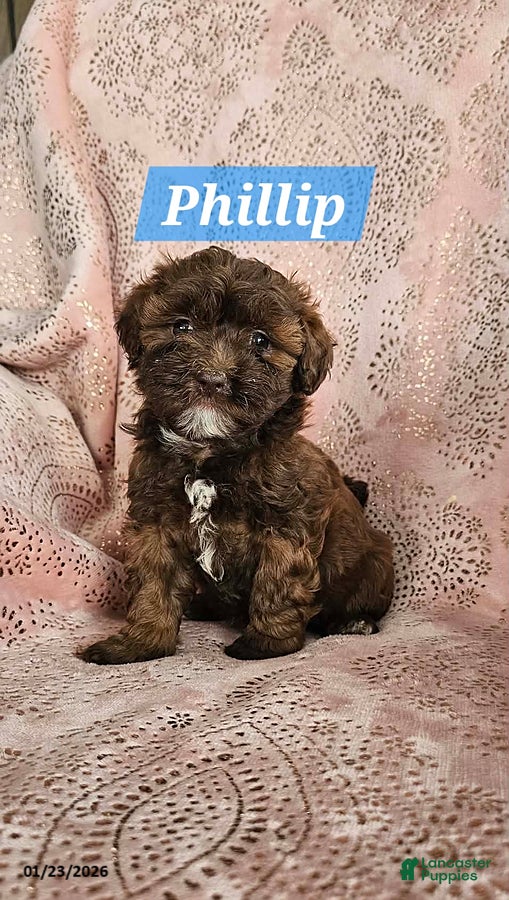 Shihpoo dogs for sale: Phillip - Ad 4