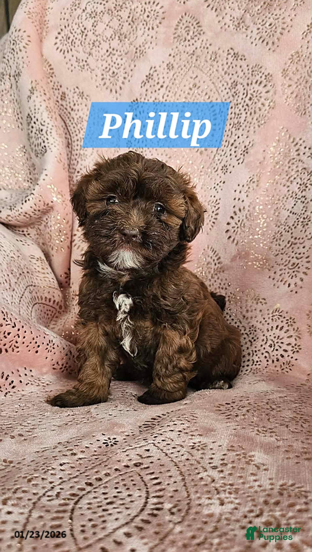 Shihpoo dogs for sale: Phillip - Ad 1