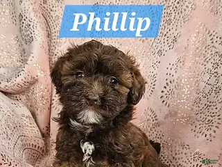 Shihpoo dogs Phillip - Ad 23