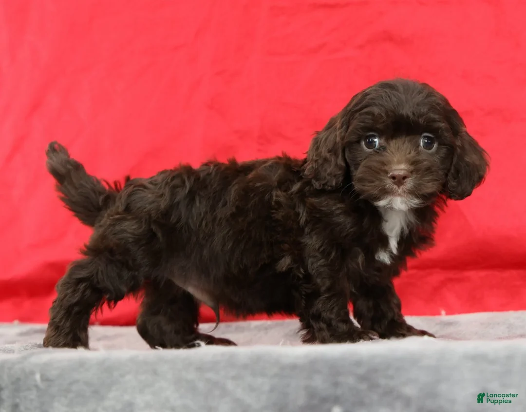 Cavapoo dogs for sale: Chip - Ad 2