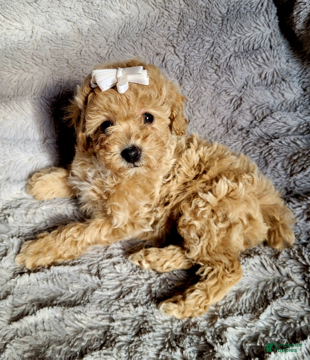 Miniature Poodle dogs for sale: Amber  - Ad 1
