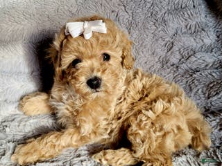Miniature Poodle dogs Amber - Ad 5