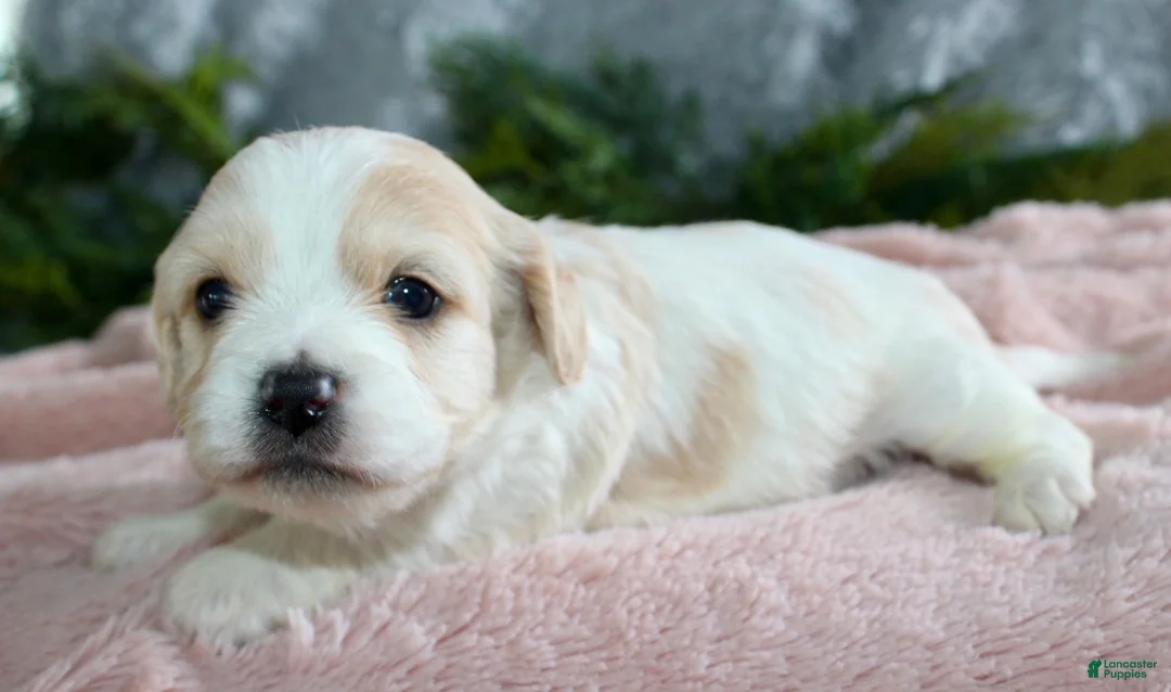 Cavachon dogs for sale: Cavachon Puppy 5 - Ad 1