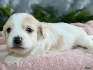 Cavachon dogs Cavachon Puppy 5 - Ad 6