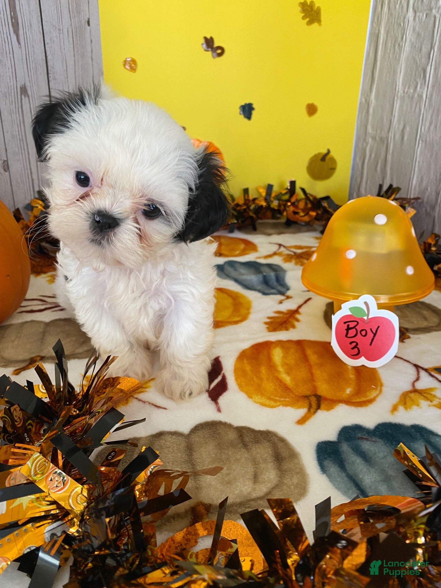 Shih Tzu dogs for sale: Shih Tzu 2 - Ad 1