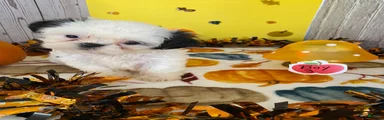 Shih Tzu 2