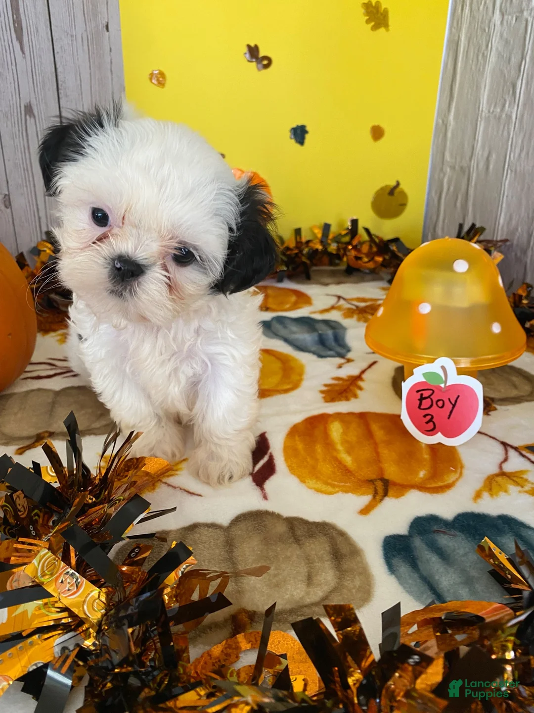 Shih Tzu dogs for sale: Shih Tzu 2 - Ad 1