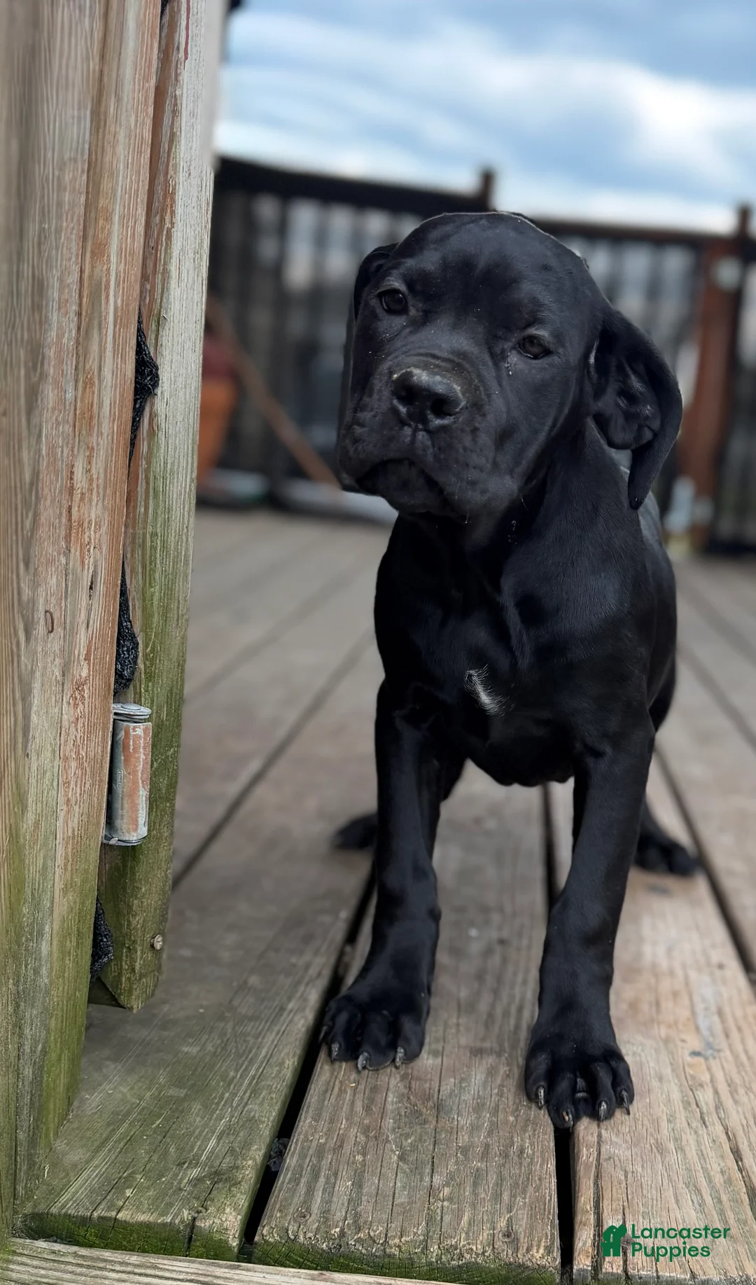 Cane Corso dogs for sale: LP - Ad 2