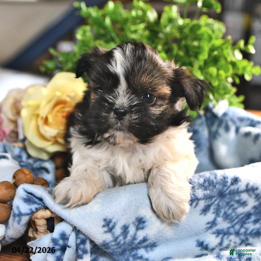 Shorkie dogs Jordan - Ad 1