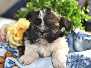 Shorkie dogs for sale: Jordan - Ad 2