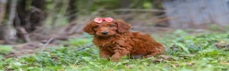 Goldendoodle dogs for sale: Bella - Ad 5