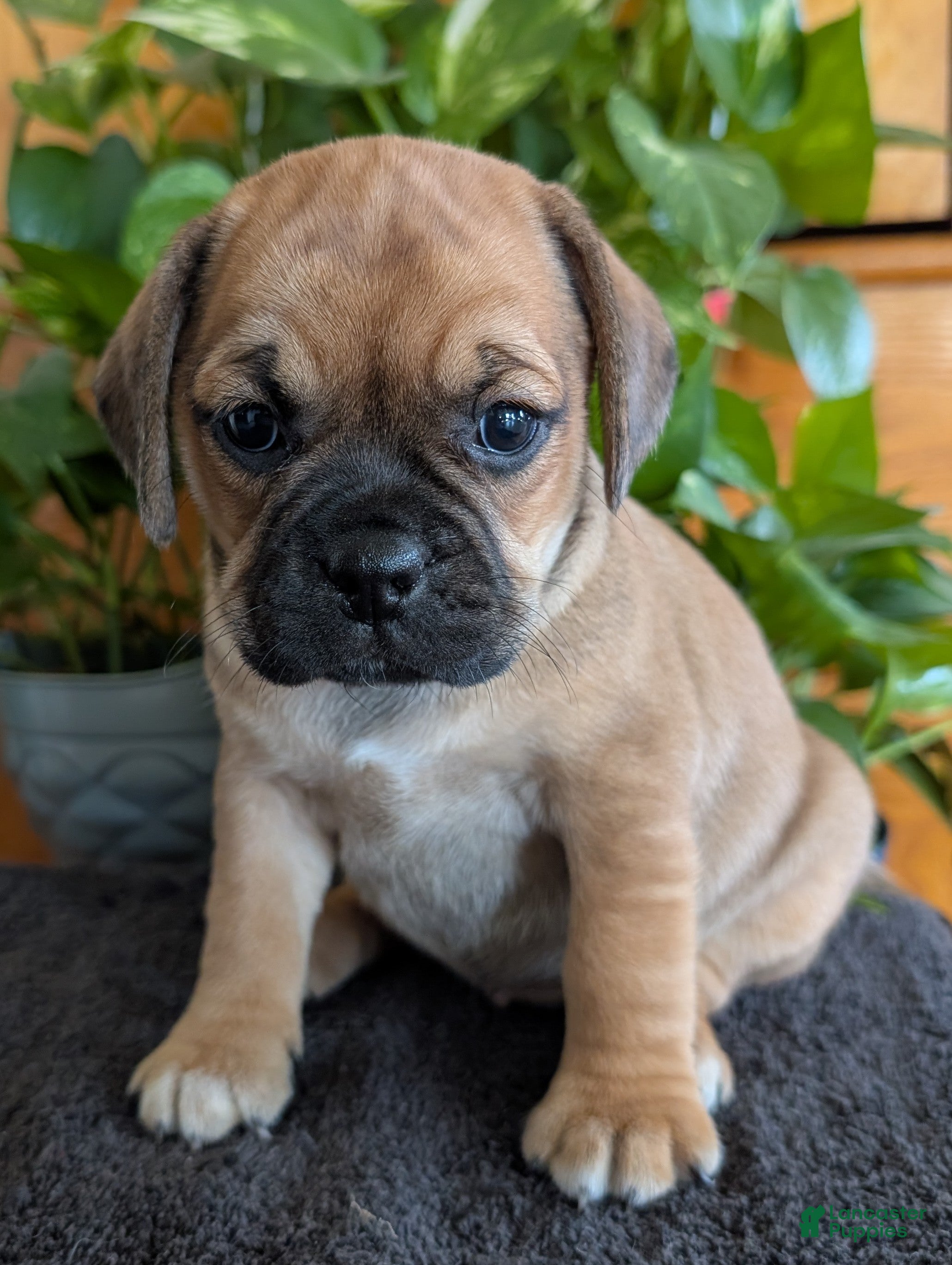 Puggle dogs Kati - Ad 2