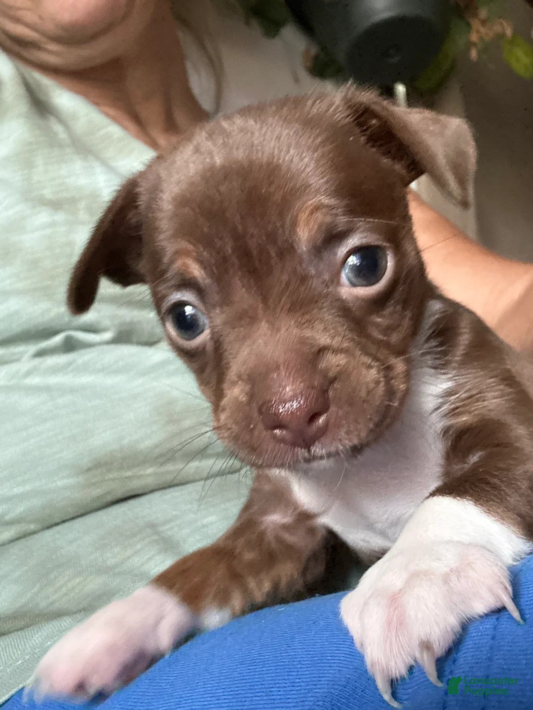 Mixed Breed dogs for sale: Mixed Breed 2 - Ad 2