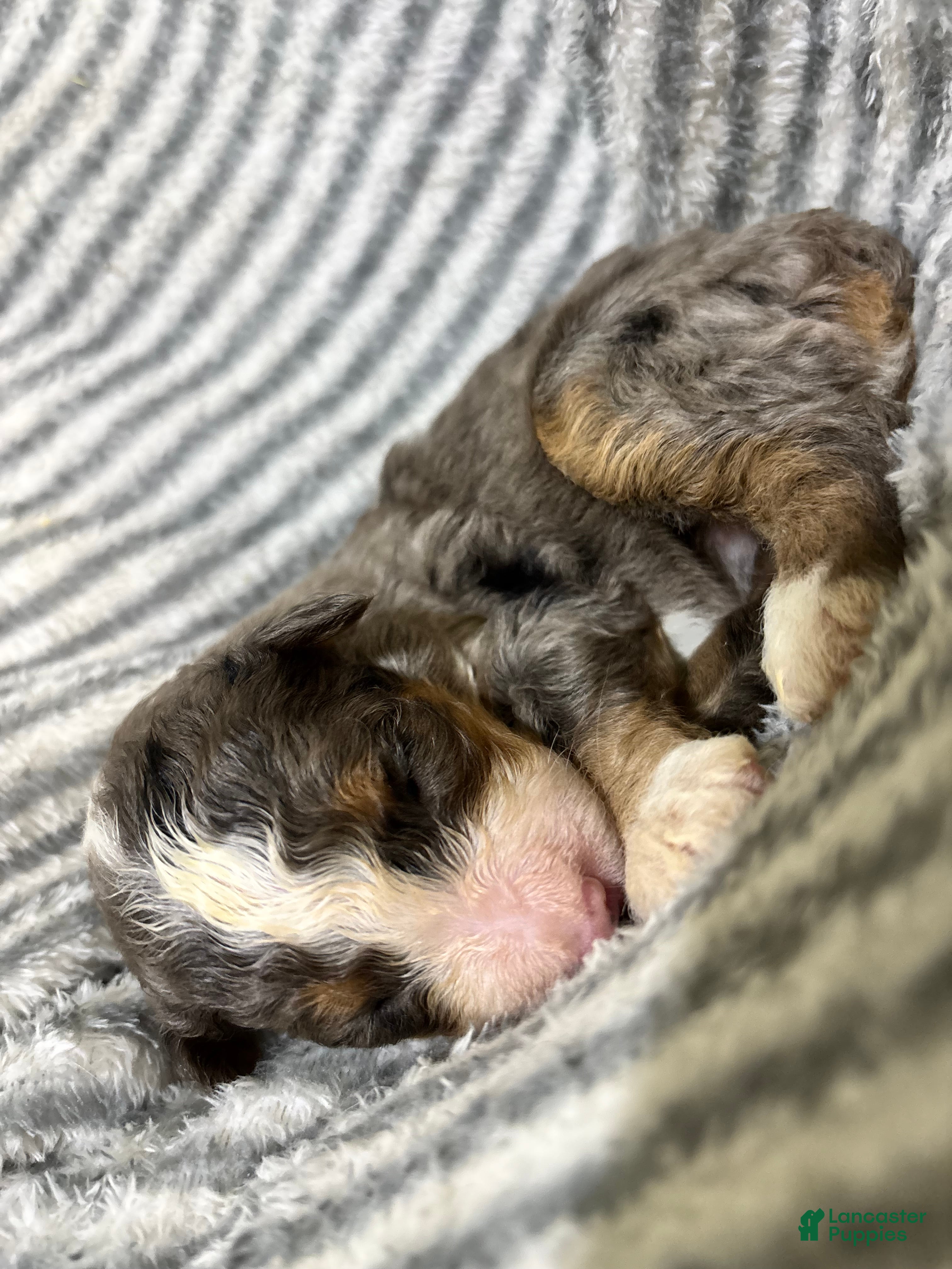 Aussiedoodle dogs Aussiedoodle 10 - Ad 2