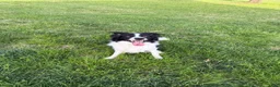 Border Collie dogs for stud: Bones - Ad 4