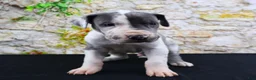 Great Dane dogs for sale: Cujo - Ad 15