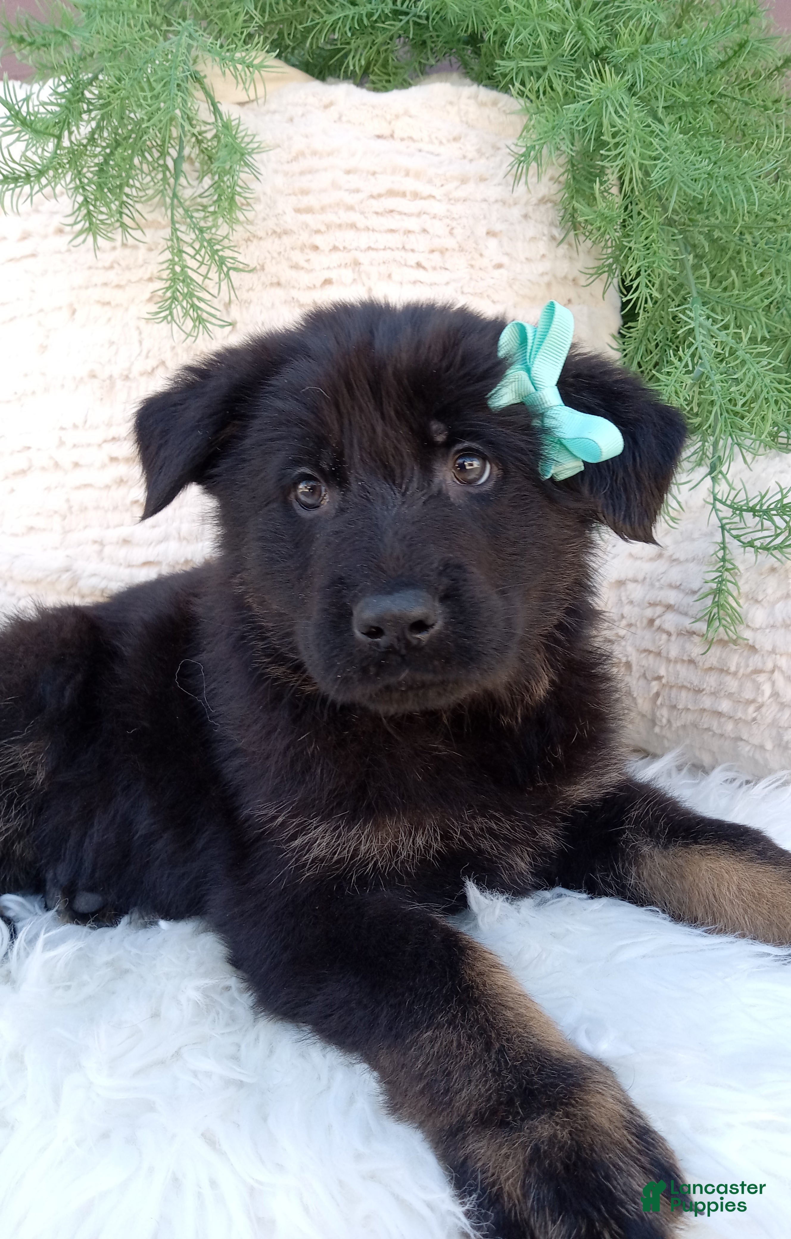 German Shepherd dogs Roscoe  - Ad 1