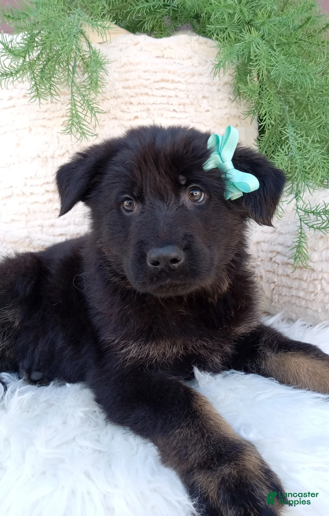 German Shepherd dogs for sale: Roscoe  - Ad 1