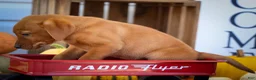 Labrador Retriever dogs for sale: NOAH - Ad 5
