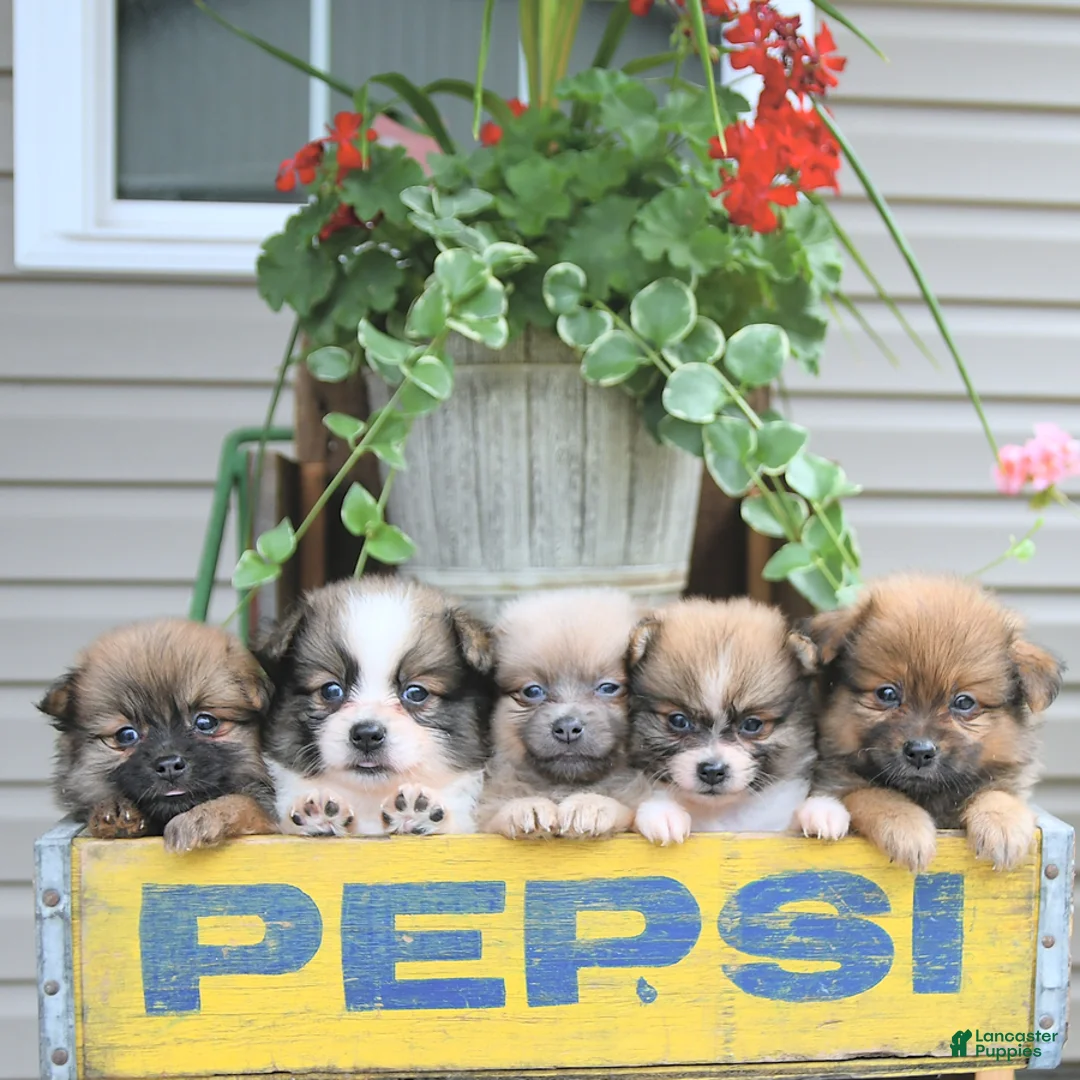 Gallery Image {{count}}