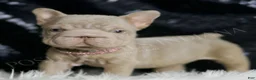 French Bulldog dogs for sale: Baby Boop - Ad 5