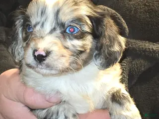 Mixed Breed dogs Peter - Ad 40